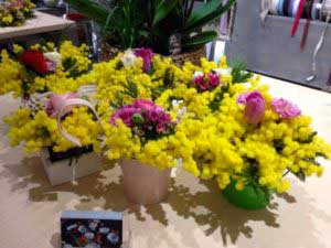 Composizioni di Mimosa - 8 Marzo