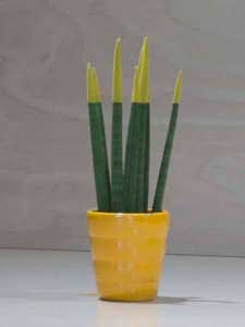 Sanseveria conica gialla
