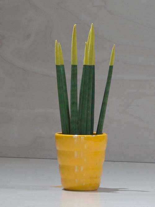 Sanseveria conica gialla