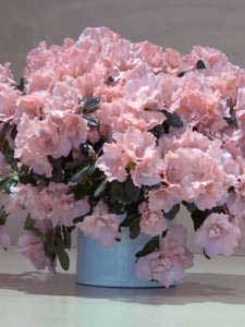 Azalea rosa