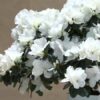 Azalea bianca