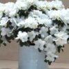 Azalea bianca