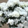 Azalea bianca - immagine 3
