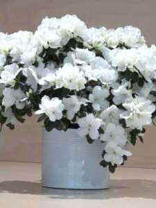 Azalea bianca
