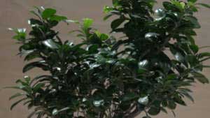 Bonsai Ginseng