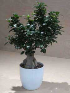 Bonsai Ginseng