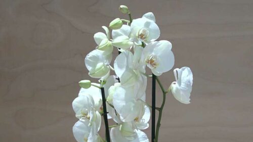 Orchidea Phalaenopsis bianca