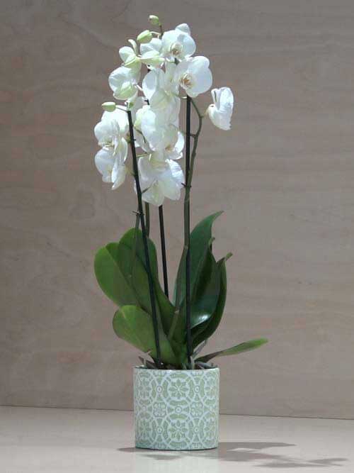 Orchidea Phalaenopsis bianca