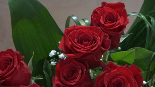 Mazzo di 12 Rose rosse a gambo lungo