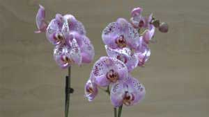 Orchidea Phalaenopsis lilla