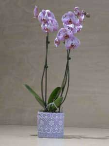 Orchidea Phalaenopsis lilla