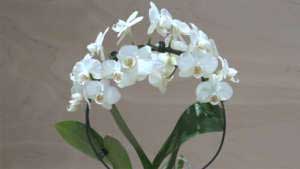Orchidea Phalaenopsis bianca piccola ad archetto