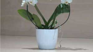 Orchidea Phalaenopsis bianca piccola ad archetto