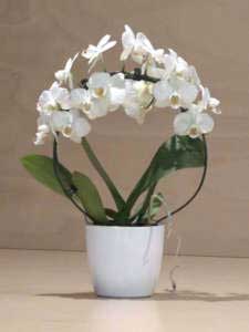 Orchidea Phalaenopsis bianca piccola ad archetto