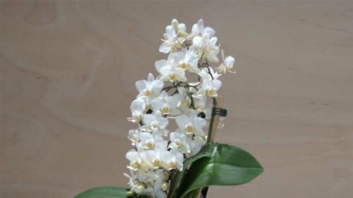 Orchidea Phalaenopsis piccola bianca