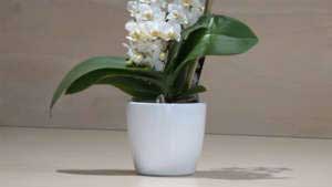 Orchidea Phalaenopsis piccola bianca