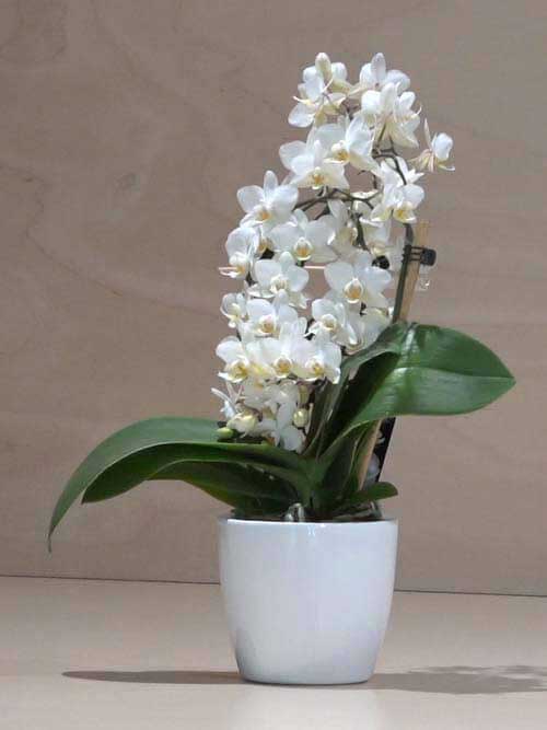 Orchidea Phalaenopsis piccola bianca