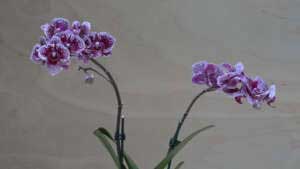 Orchidea Phalaenopsis piccola viola