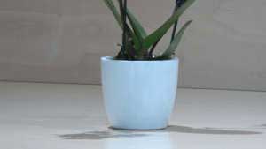 Orchidea Phalaenopsis piccola viola