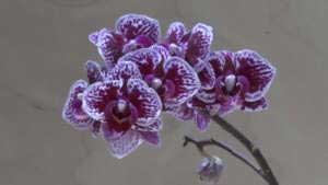Orchidea Phalaenopsis piccola viola