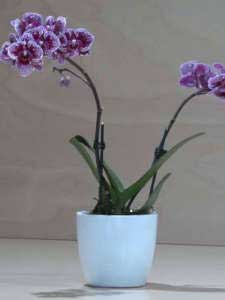 Orchidea Phalaenopsis piccola viola