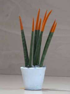Sanseveria conica arancione