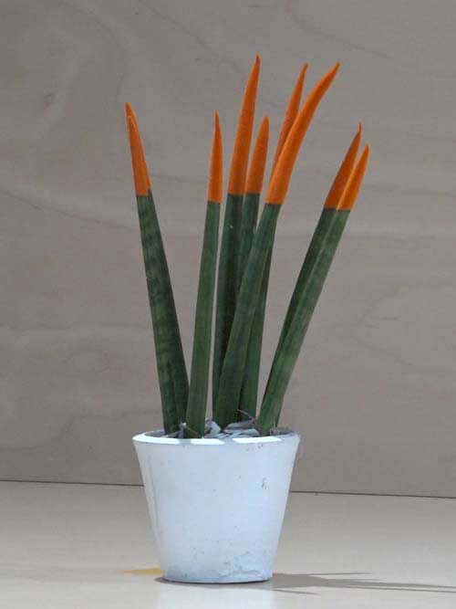 Sanseveria conica arancione