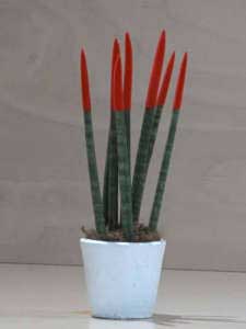 Sanseveria conica rossa