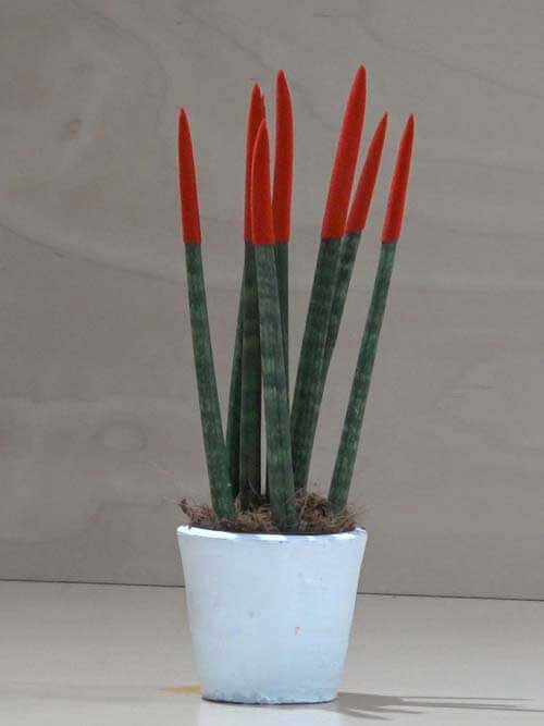 Sanseveria conica rossa