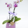 Orchidea piccola lilla