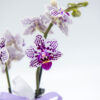 Orchidea piccola lilla - immagine 2