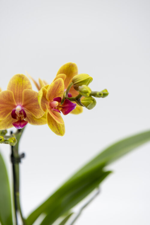 orchidea_arancione_4