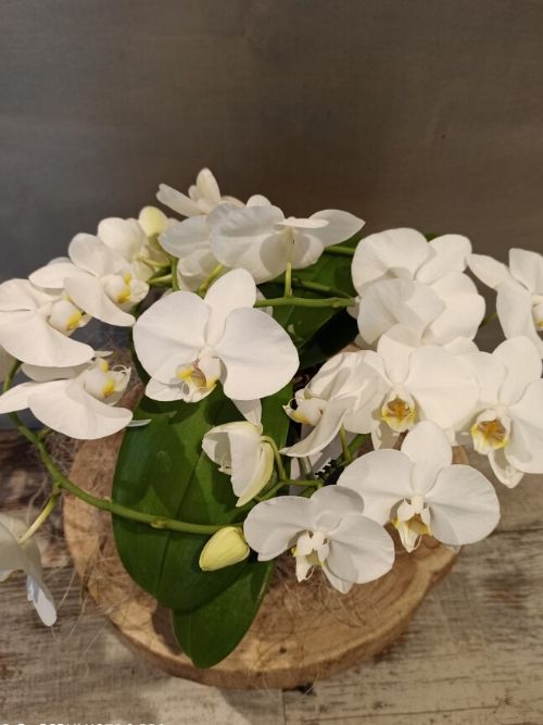 Orchidea bianca a giro con coprivaso