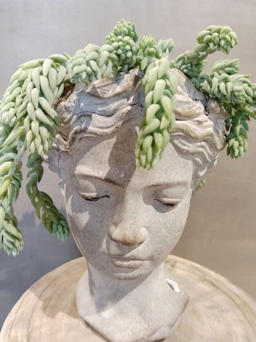 Testa greca bianca con Sedum