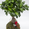 Kokedama Ginseng - immagine 2