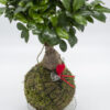 Kokedama Ginseng